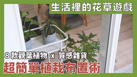 植物擺設|不藏私觀葉植物布置技巧大公開！新手入門必選，推薦8款最好種。